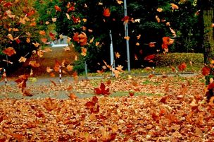 Стихи листопад кружит