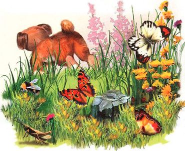 Стихи о насекомых