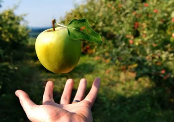 Стихи про яблоки и осень