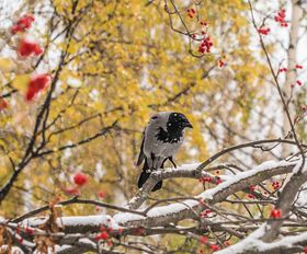Стихи растаял первый снег