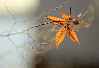 Зима ноябрь стихи