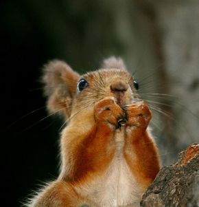 Белочка стихи для детей