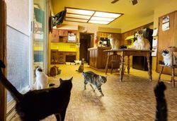 О котах и кошках стихи