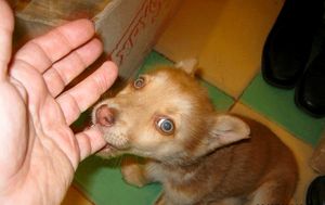 Пёсик стихи