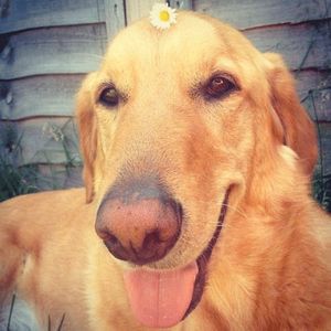 Стих барбос