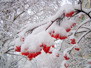 Стих ягоды в снегу