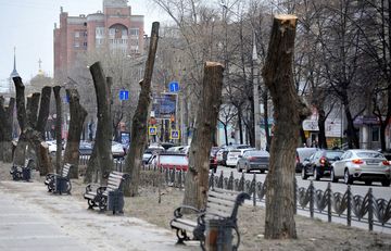 Стихи про обрезку деревьев