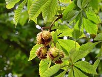 Загадка про каштан для дітей