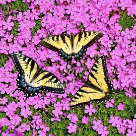 Бабочки детский стих