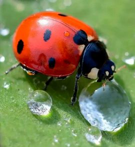 Божья коровка стихи для детей
