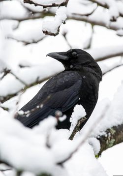 Черный ворон белый снег стих