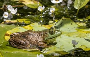 Короткий стих про лягушку