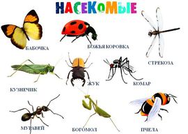 Насекомые стихи для детей