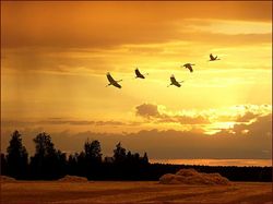 Осенние журавли стихи