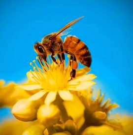 Пчёлка стихи для детей