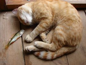 Стих день рождения кота