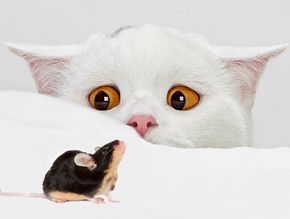 Стих про мышку и кошку