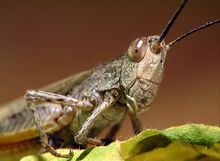 Стих про саранчу