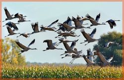 Стих журавли осень