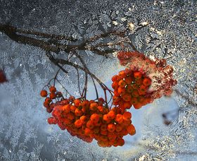 Стих зимняя рябина