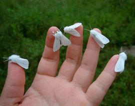 Стихи о мотыльке для детей