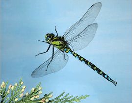 Стрекоза стихи для детей