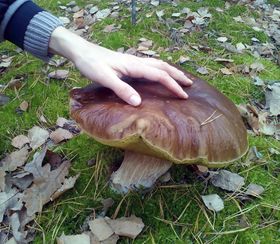 В лес за грибами стих