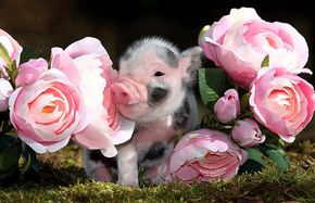 Весёлый стих про поросёнка