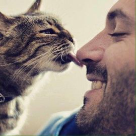 Стих кот мой друг