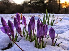 Стихи фиолетовые