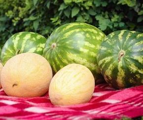 Арбузные стихи Арбузные стихи