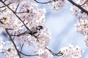 Вірш квітнуть абрикоси