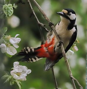 Вірш сад у квітні