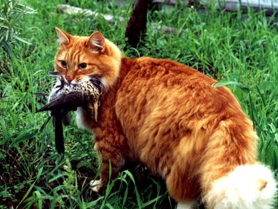 Кот и птицы стихи