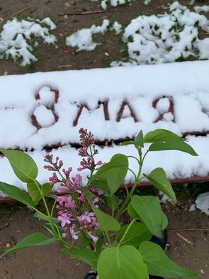 Снег в мае стихи