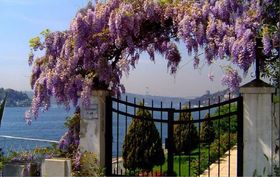 Стихи про глицинию