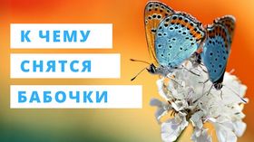 Бабочка и сон стихи