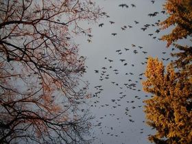 Стих проходит жизнь