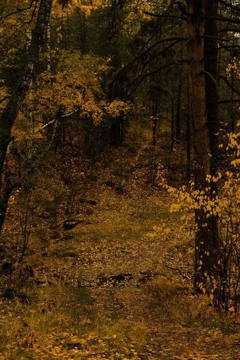 Стихи печальная осень