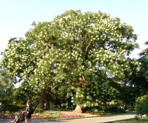 Киммерия стих