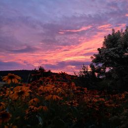 Стих о цветах на закате