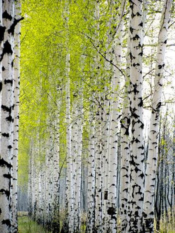 Берёзовая роща стихи