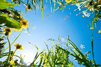 Цветы луговые стих