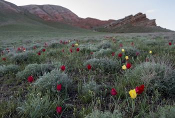 Калмыцкая степь стихи