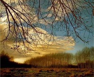 Ноябрьский лес стихи