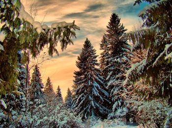 Новогодняя сказка в стихах