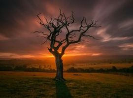 Растут дубы стих