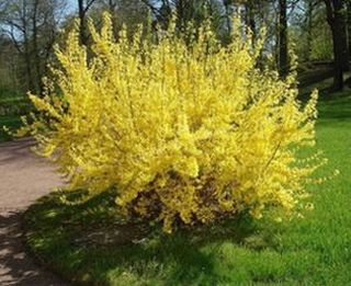 Стих форзиция Стих форзиция