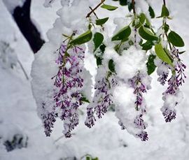 Стихи сирень зимой