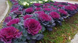 Капуста декоративная стихи